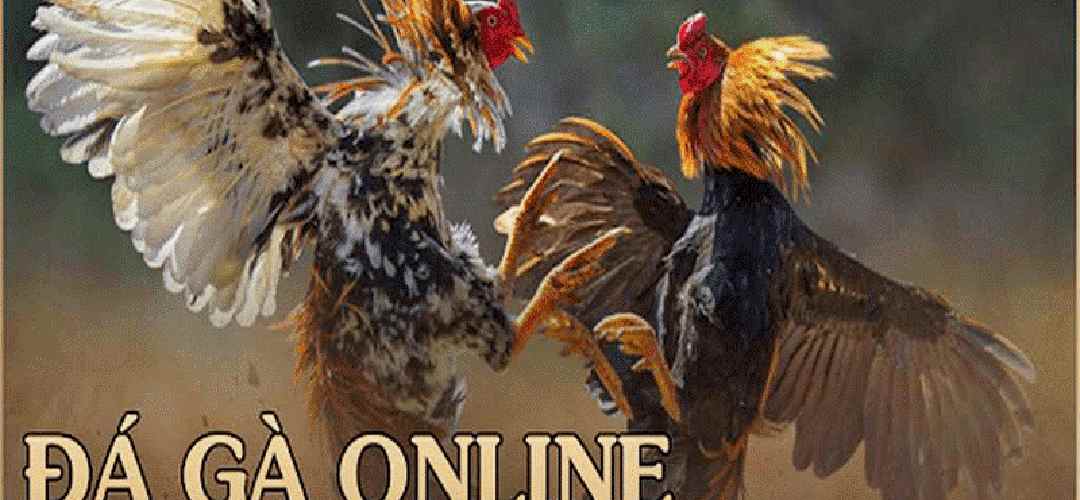Tham gia đá gà online nhận giải thưởng cực cao 